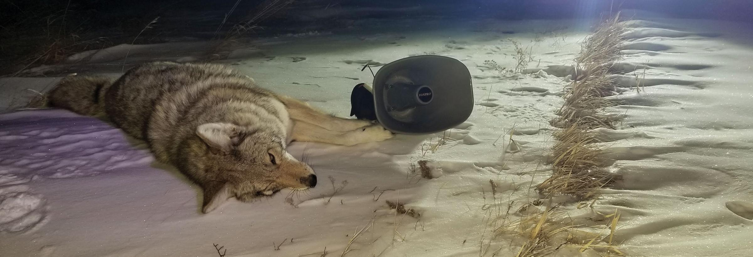 Harvested coyote near hunting equipment