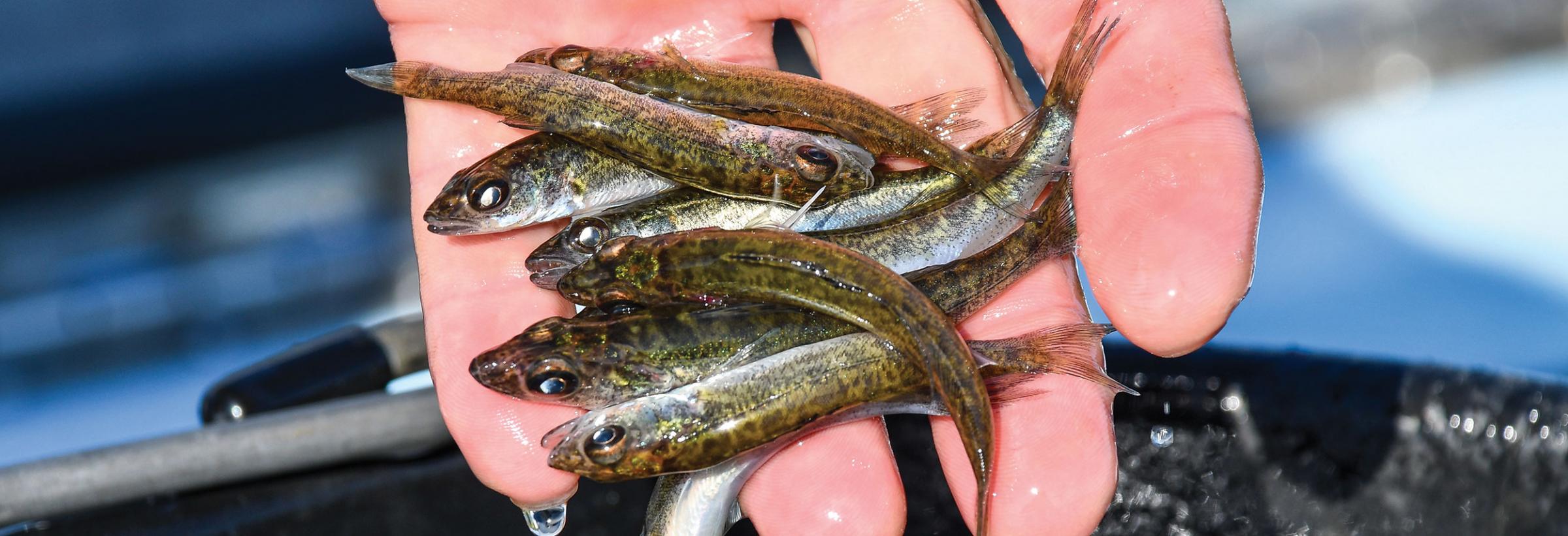 Advanced walleye fingerlings