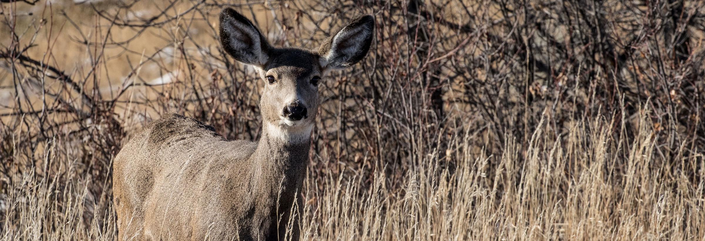 Mule deer doe