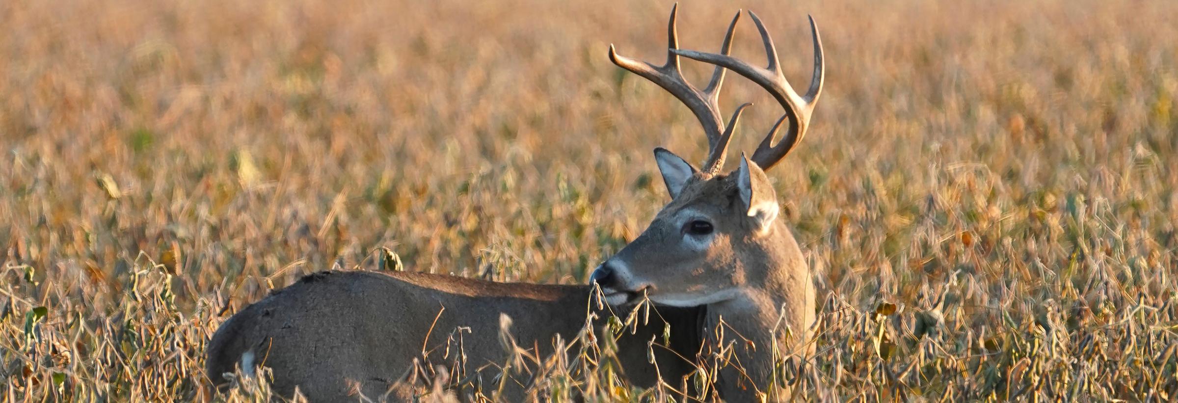 White-tailed buck