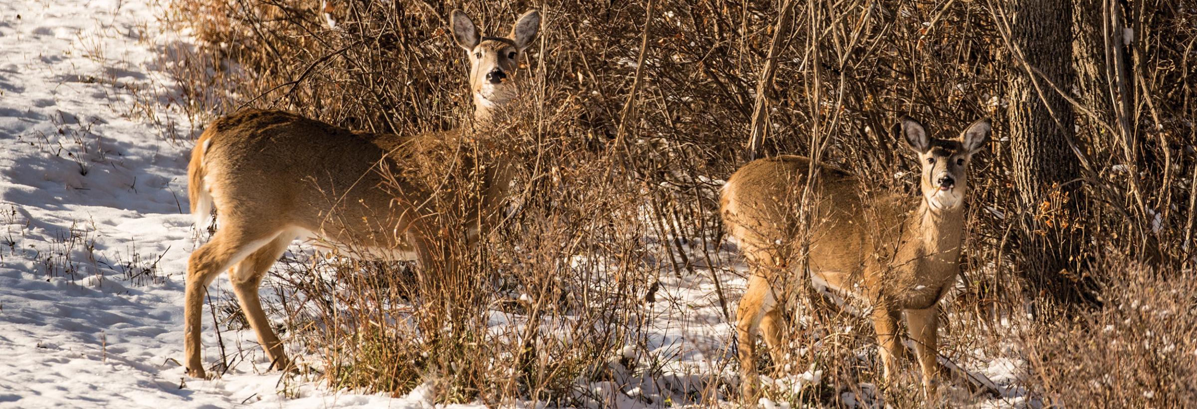 Deer in snow