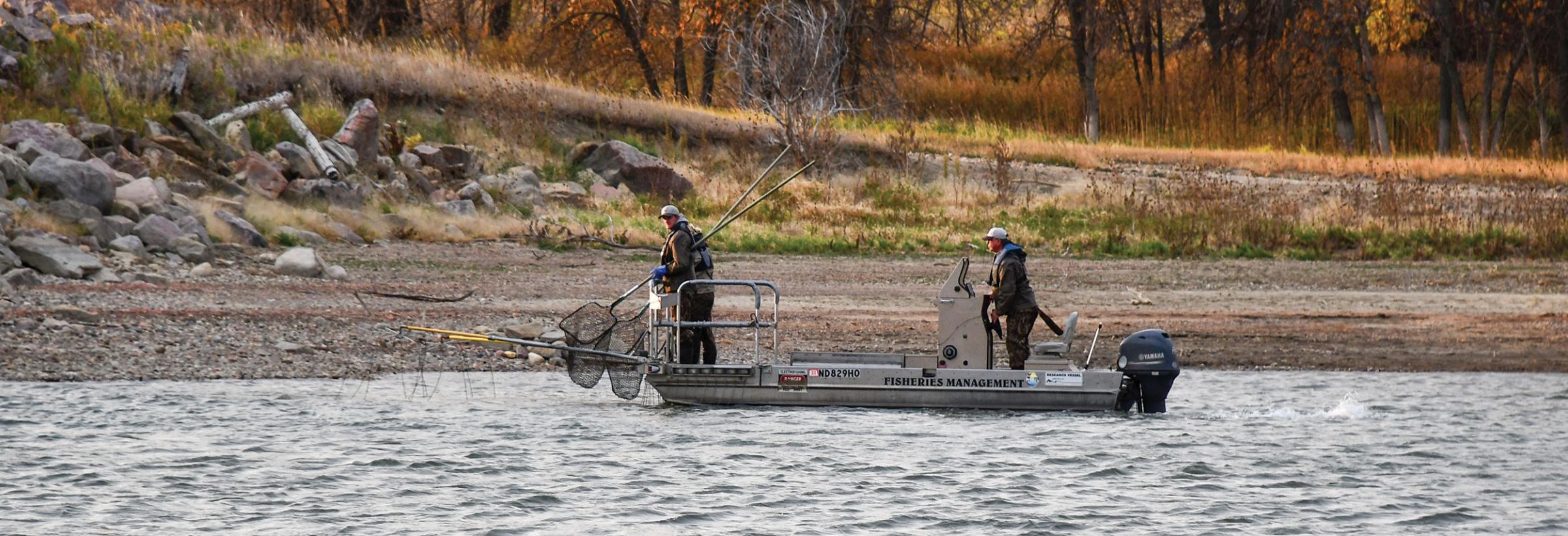 Fisheries staff electrofishing