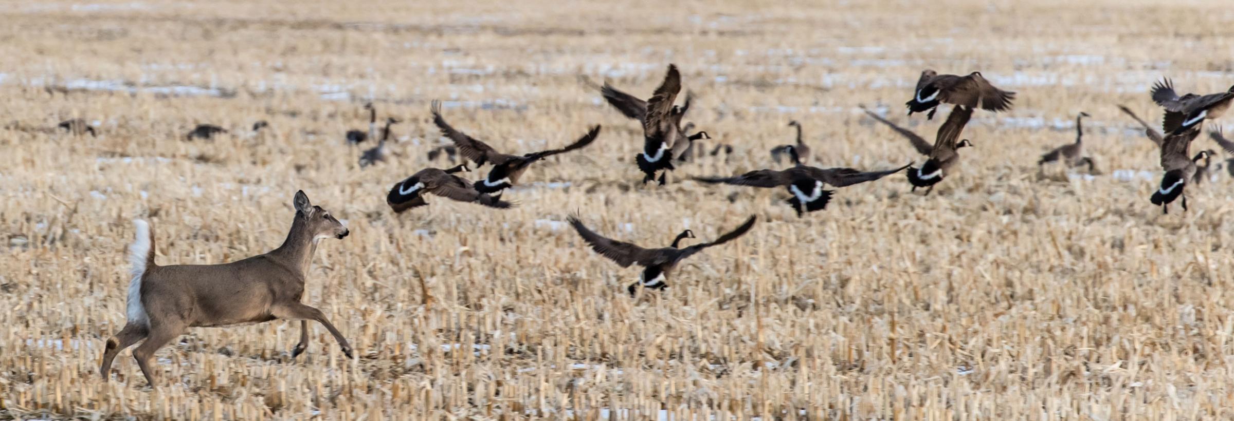 White-tailed deer running across field causing Canada geese to fly up