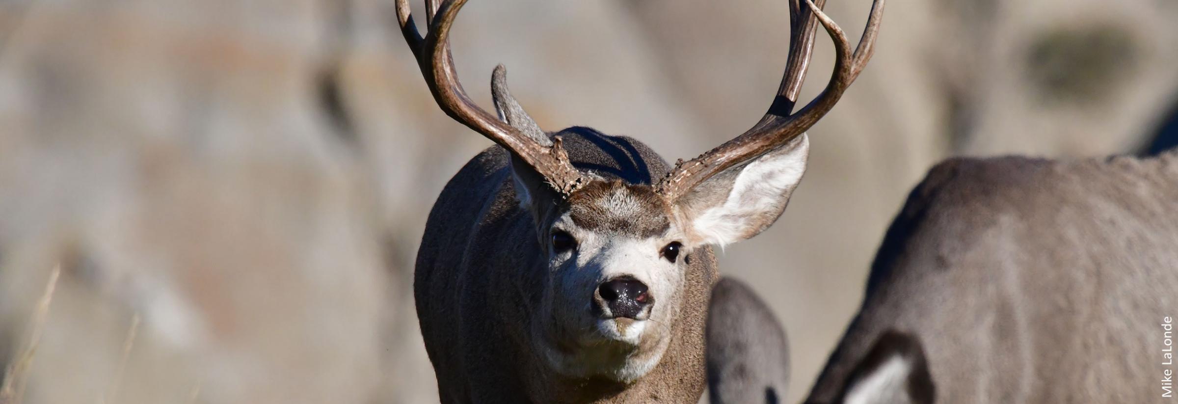 Mule deer buck