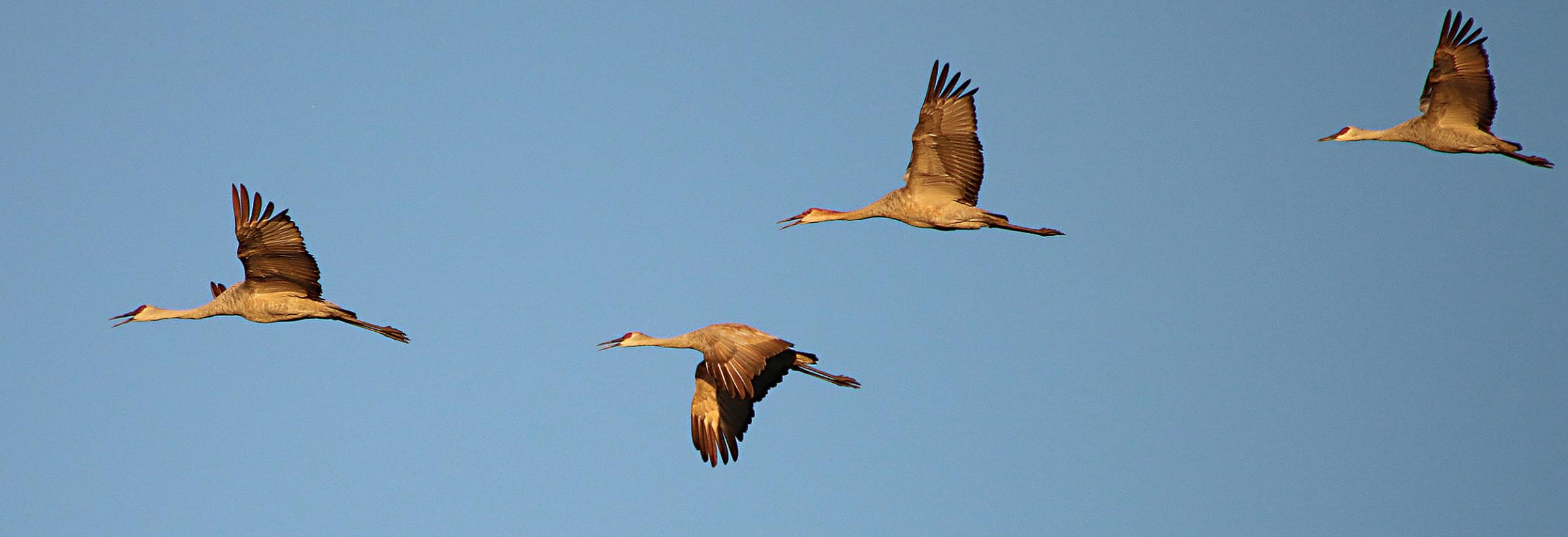 Sandhill cranes flying