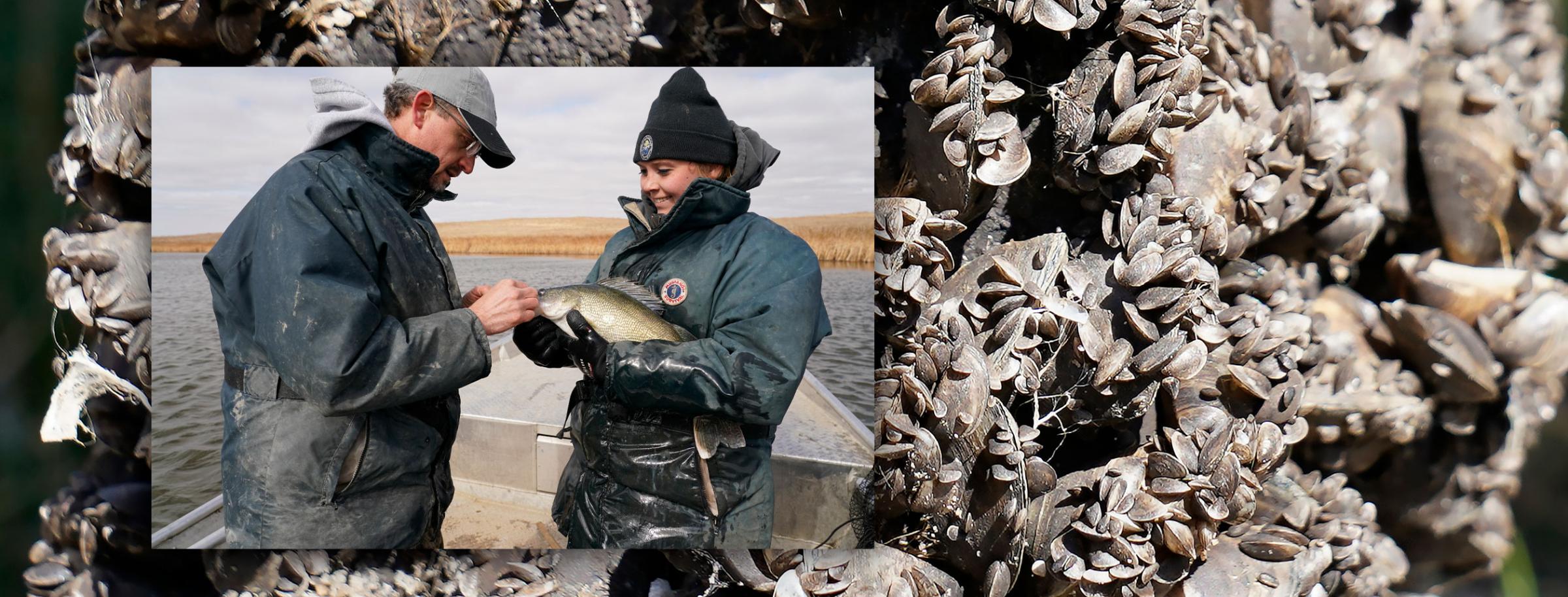 Department staff tagging walleye with zebra mussels on background photo