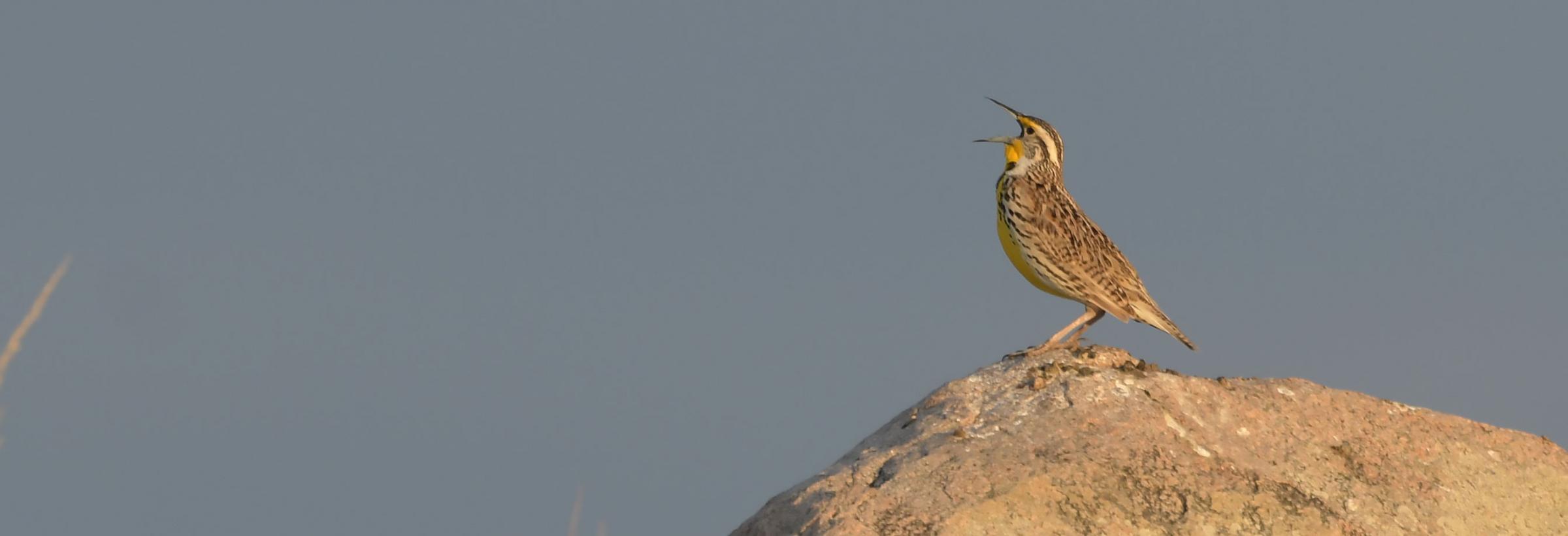 Meadowlark singing on boulder