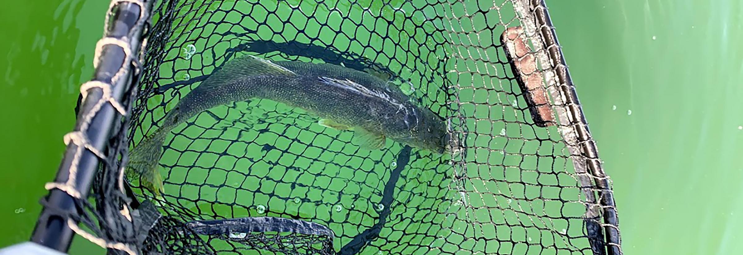 Releasing deep-water fish: treat barotrauma - Bass Fishing Forum 