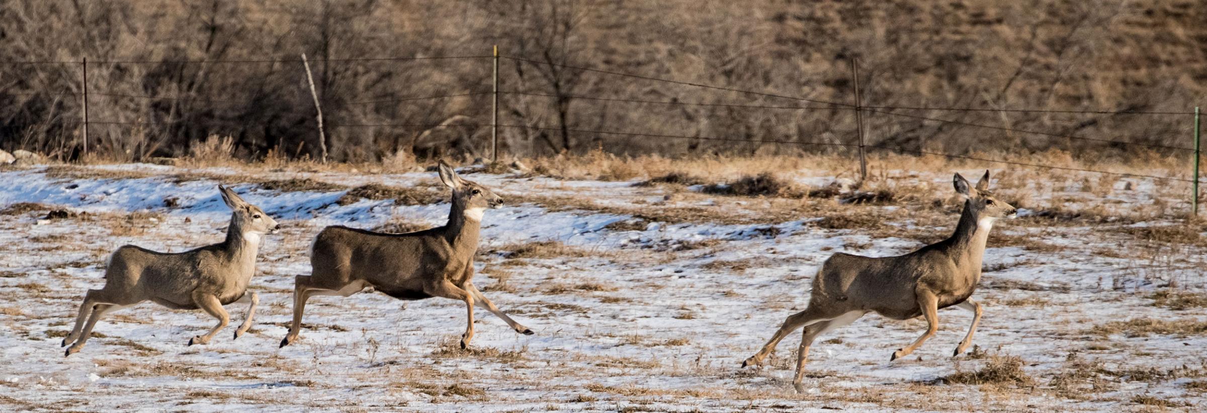 Deer running near fence