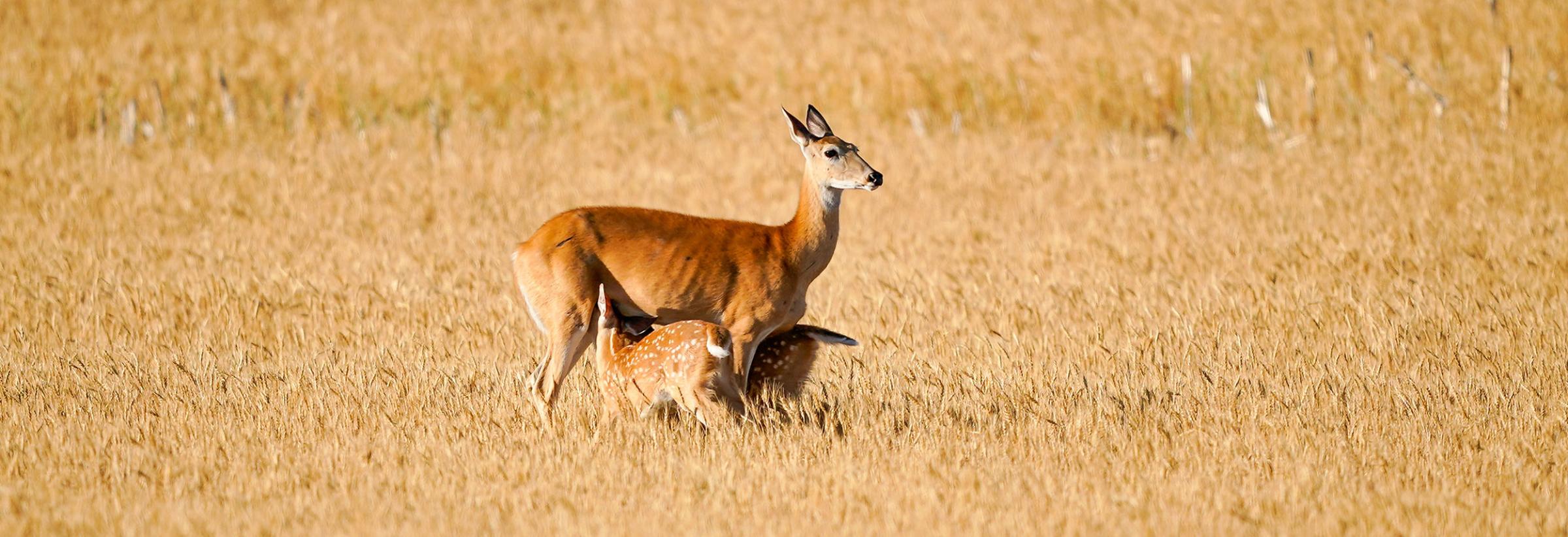 Female whitetail with two fawns feeding