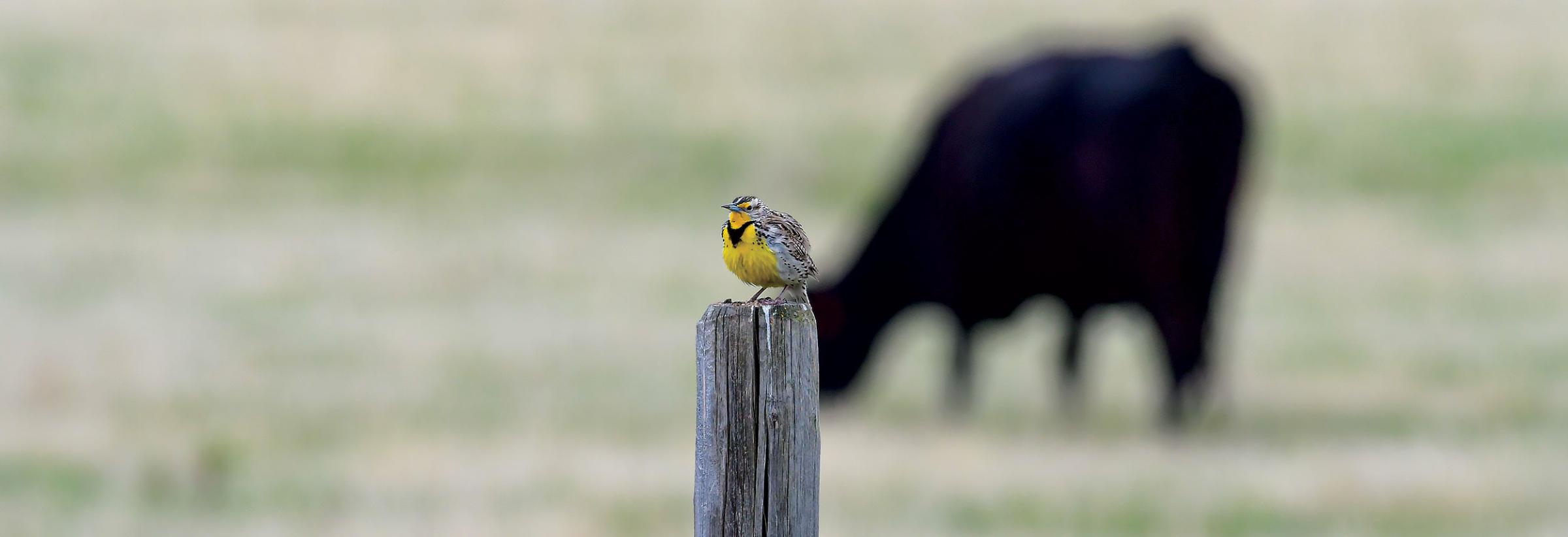 Meadowlark on post in front of grazing cow