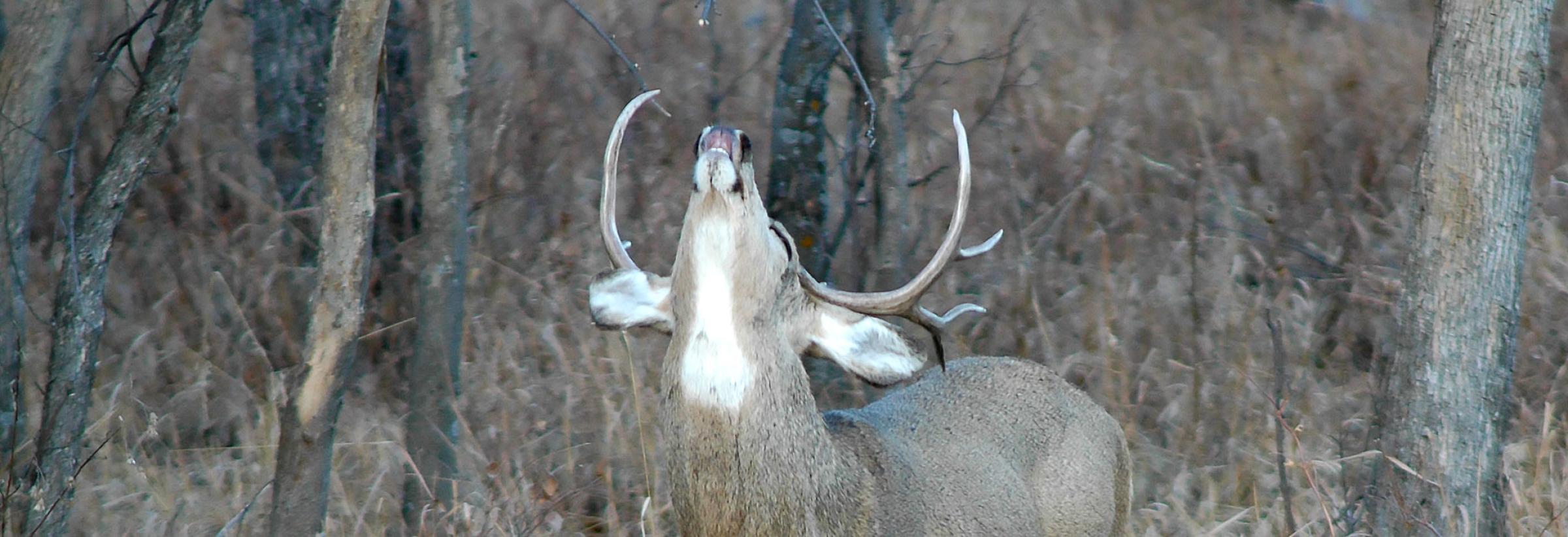 Mule deer buck senting for does