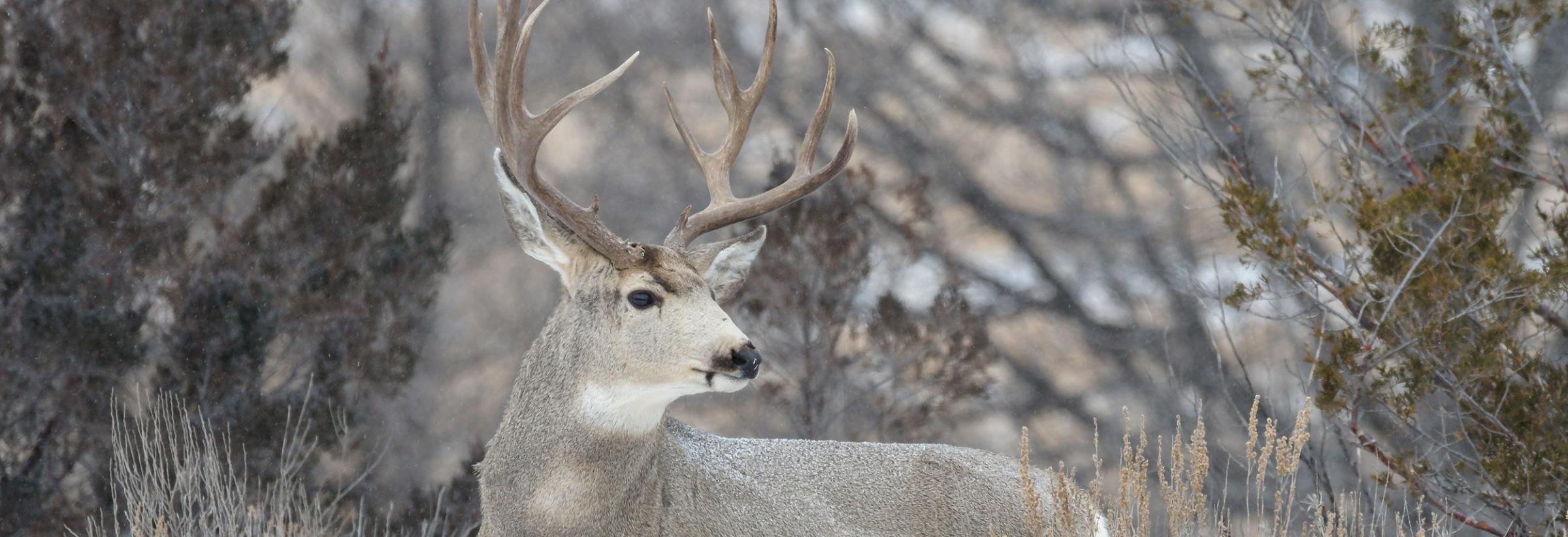 Mule deer buck in the badlands