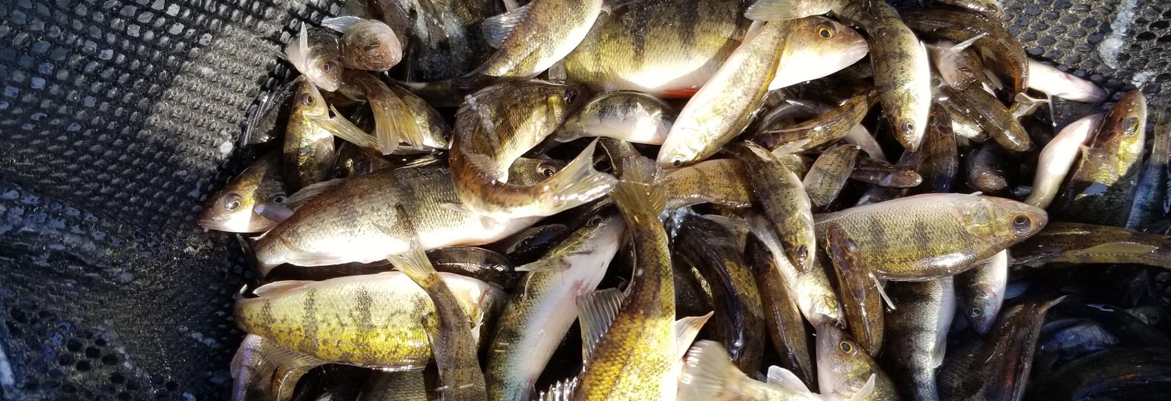 2021 Fish Stocking Report  North Dakota Game and Fish