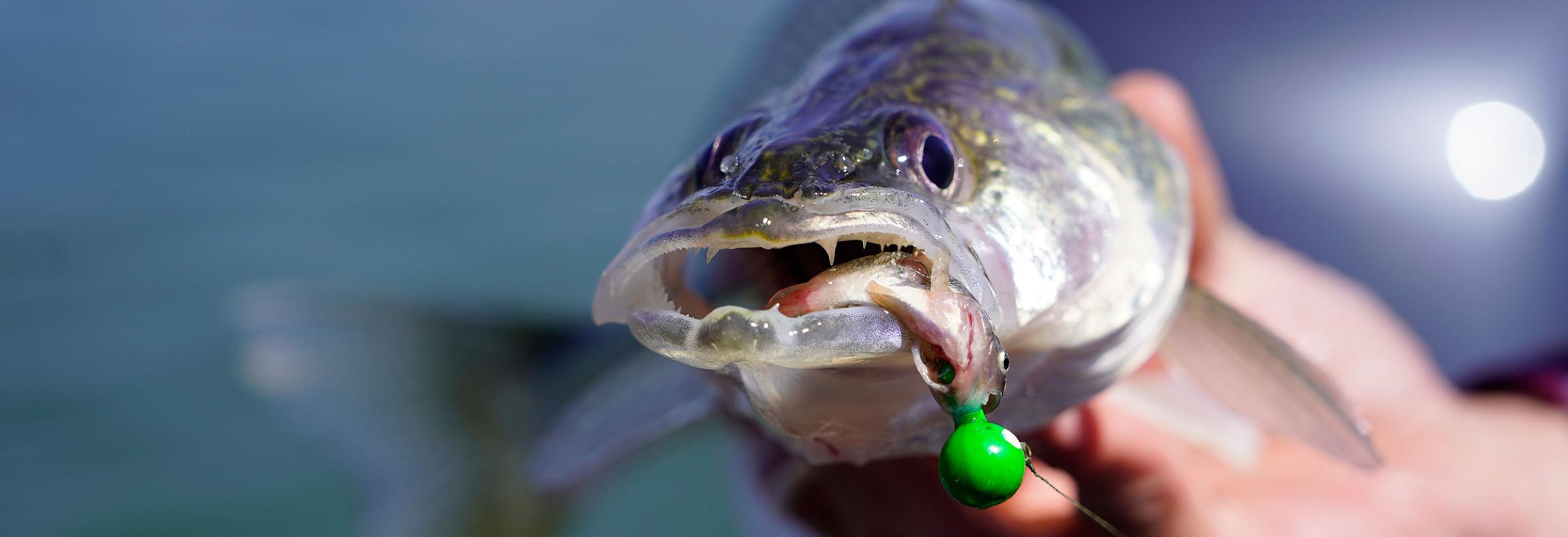 Walleye that fell for a green jig tipped with a minnow