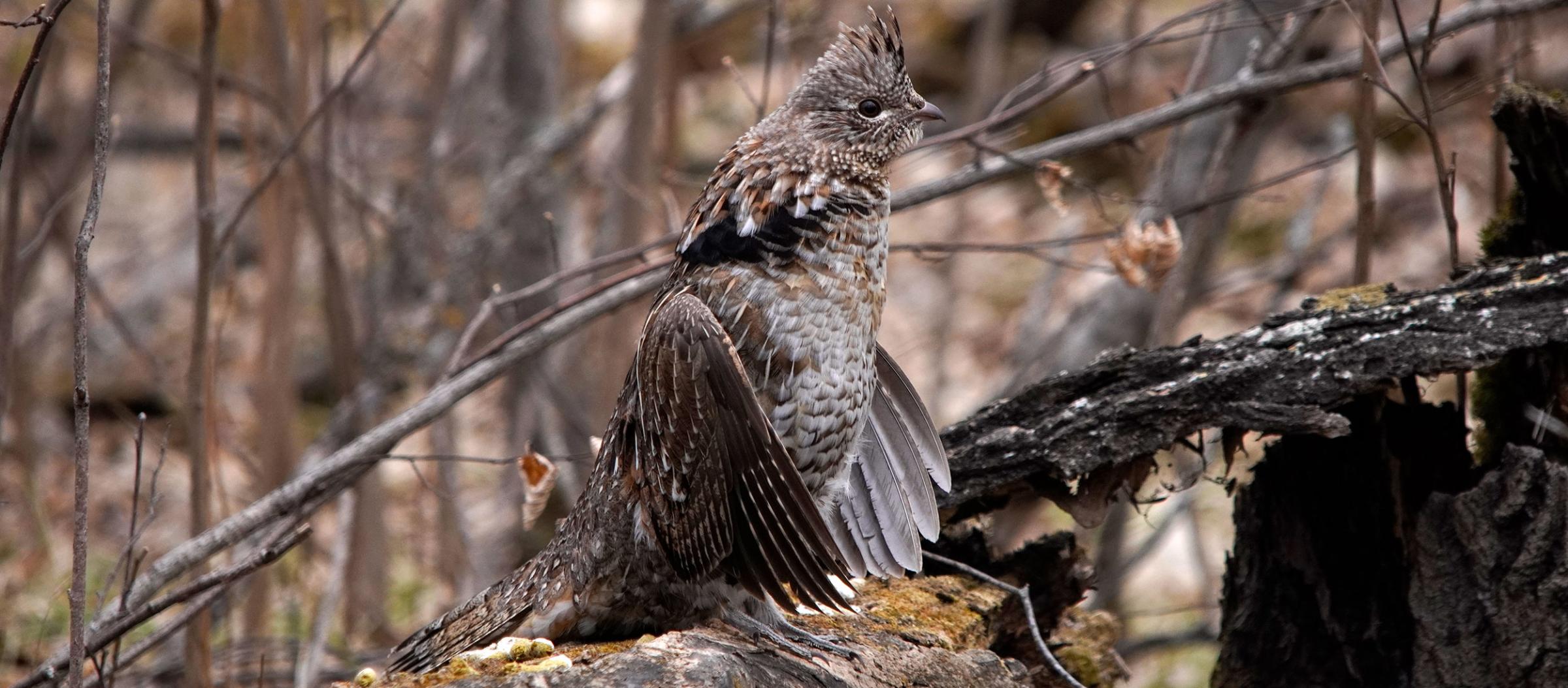 Ruffed grouse on log in forest drumming