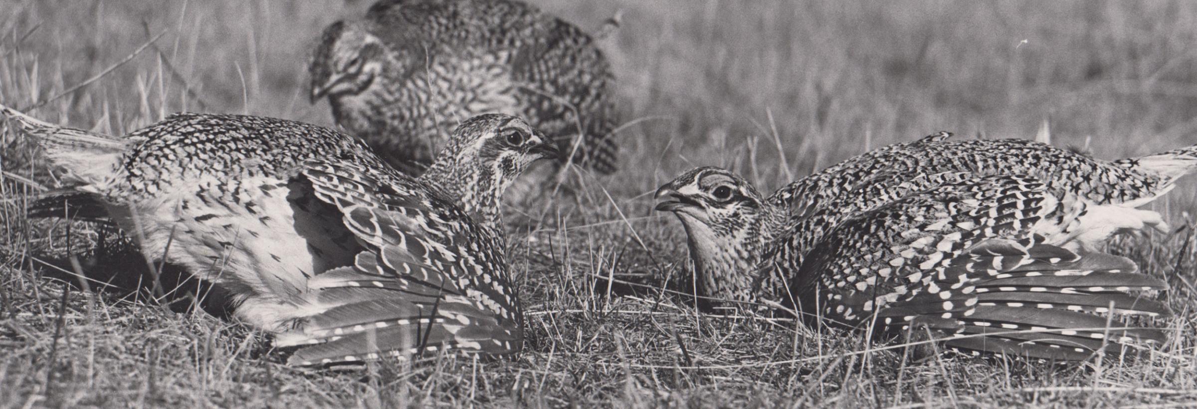 Black and white photo of two male grouse displaying