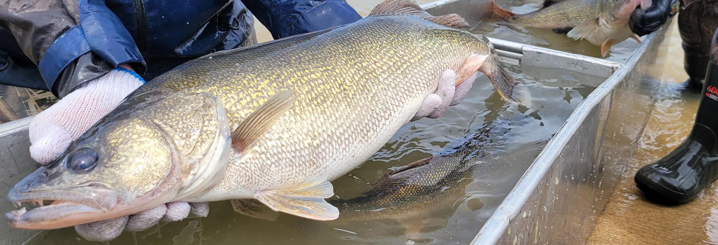 Walleye held by biologist