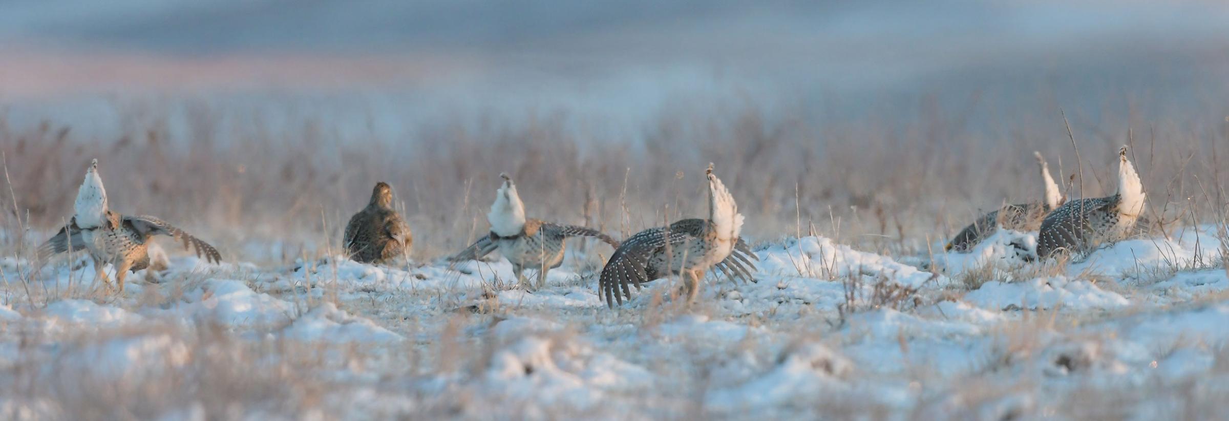 Sharp-tailed grouse displaying