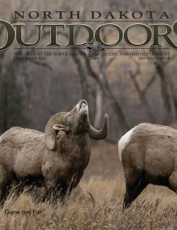 Cover - Bighorn sheep