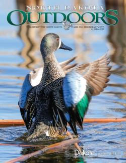 Magazine cover - Blue-winged teal drake flapping its wings