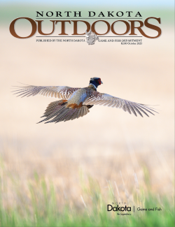 Magazine cover - pheasant rooster flying away