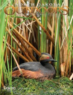 NDO June 2026 cover - Eared grebe sitting on a nest in the reeds