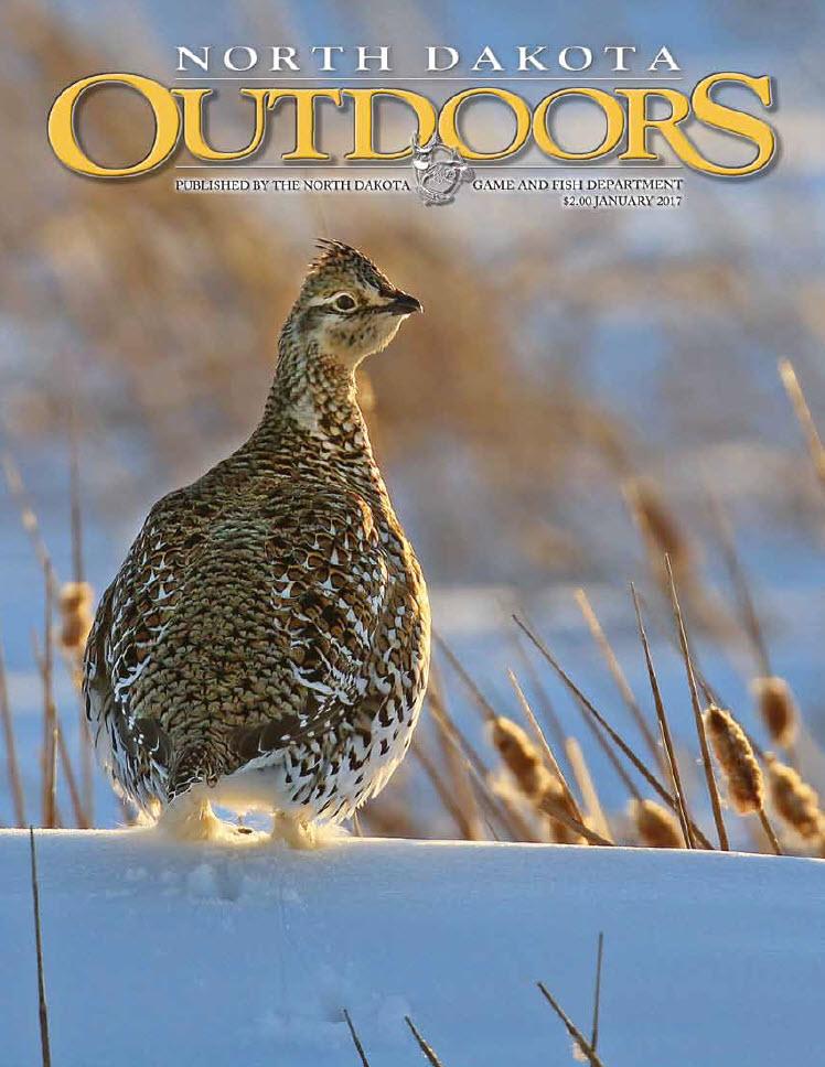Cover - Sharp-tailed grouse Jan 2017
