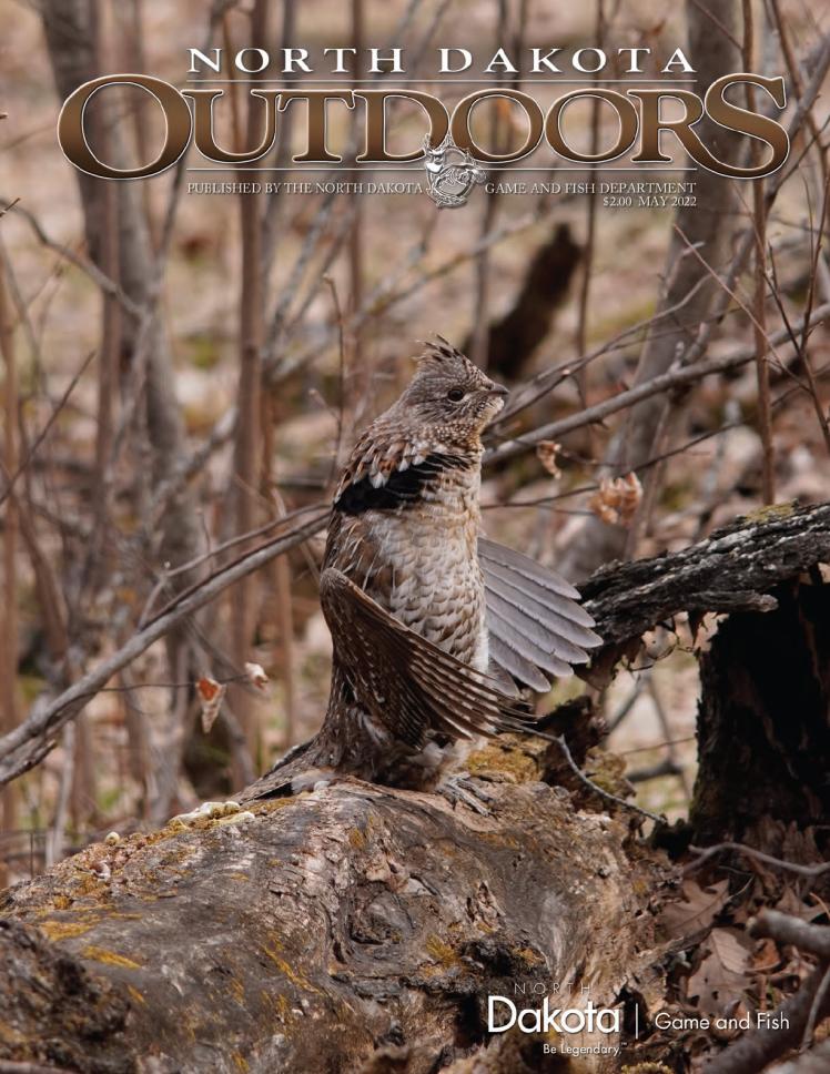Cover of the May 2022 NDO edition - Ruffed grouse drumming