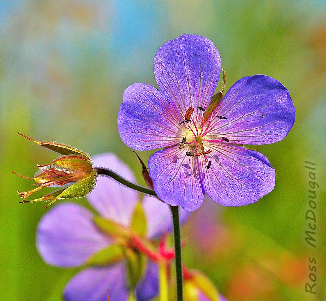 2016 Watchable Wildlife 01/201717 North Dakota Game and Fish