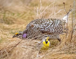 Sharp-tailed grouse and meadowlark