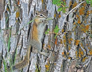 Least chipmunk