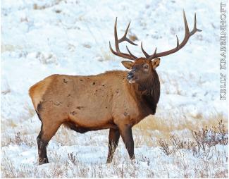 Elk