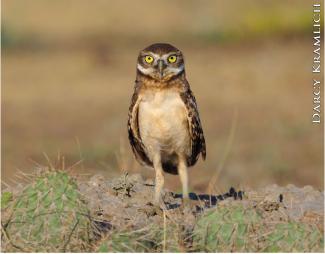 Burrowing owl