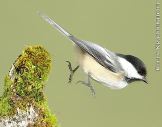Chickadee