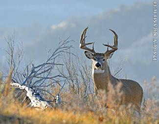 White-tail buck