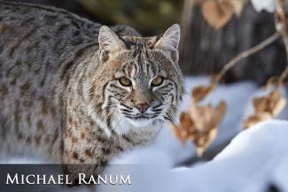 Bobcat