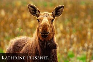 Moose