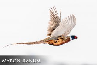 Pheasant