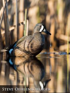 Blue-winged teal
