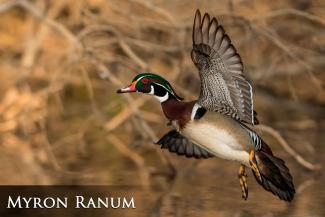 Wood duck