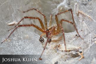 Grass spider