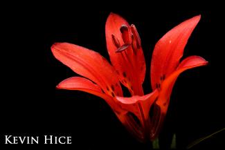 Wood lily