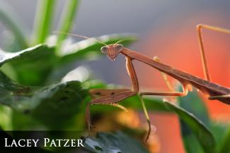 Praying mantis