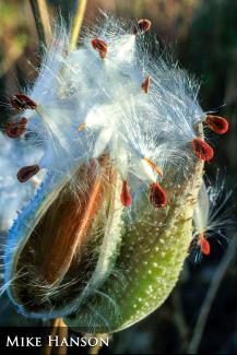 Milkweed