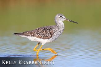Greater Yellowlegs