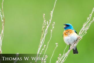 Lazuli bunting