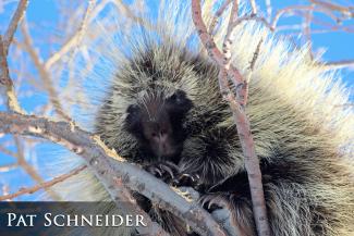 Porcupine