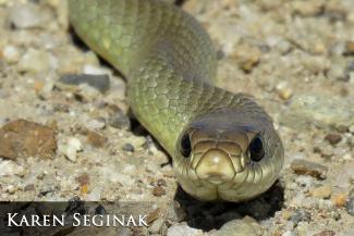 Yellow-bellied racer