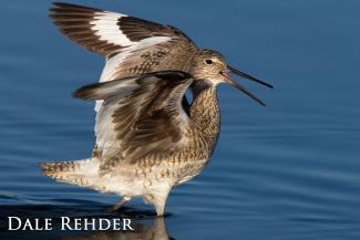 Willet